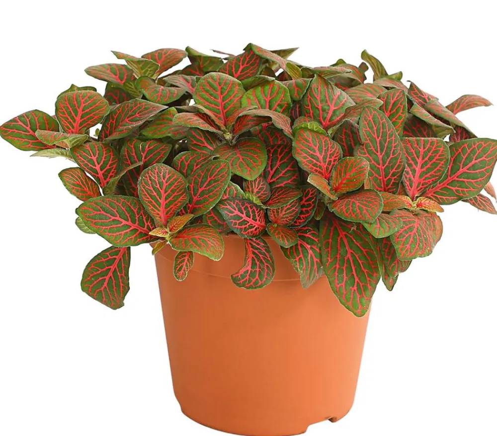 Dehner Grünpflanzen > Mosaikpflanze - Fittonia verschaffeltii, verschiedene Sorten
