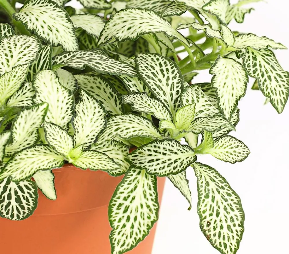 Dehner Mosaikpflanze - Fittonia verschaffeltii, verschiedene Sorten Weiß Online