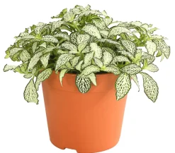 Dehner Mosaikpflanze - Fittonia verschaffeltii, verschiedene Sorten Weiß Online