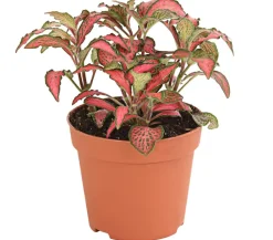 Dehner Mosaikpflanze - Fittonia verschaffeltii, verschiedene Sorten Bunt Clearance