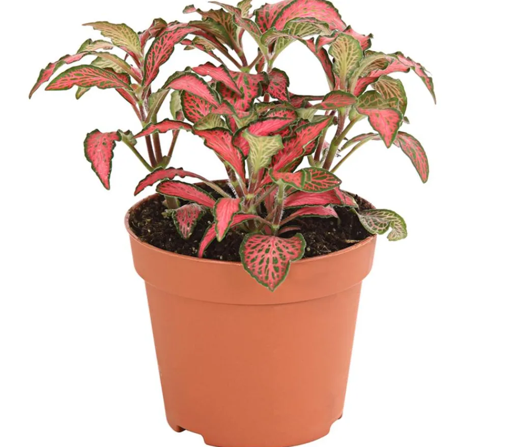 Dehner Mosaikpflanze - Fittonia verschaffeltii, verschiedene Sorten Bunt Clearance