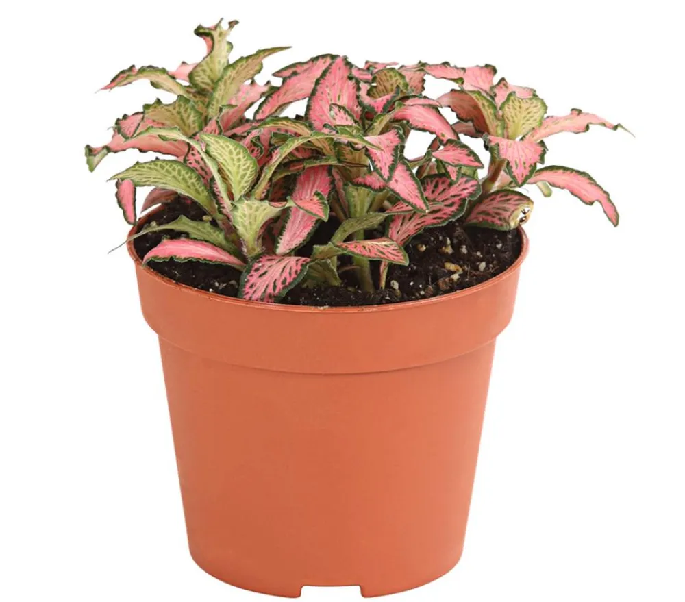Dehner Mosaikpflanze - Fittonia verschaffeltii, verschiedene Sorten Bunt Clearance