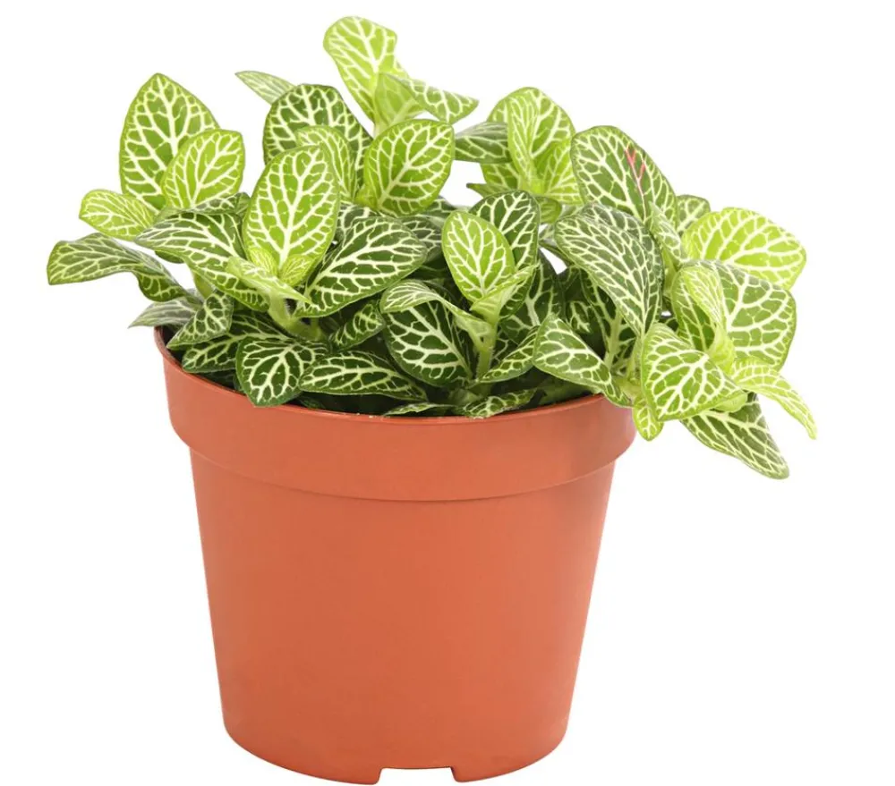 Dehner Mosaikpflanze - Fittonia verschaffeltii, verschiedene Sorten Bunt Clearance
