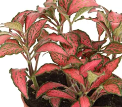 Dehner Mosaikpflanze - Fittonia verschaffeltii, verschiedene Sorten Bunt Clearance