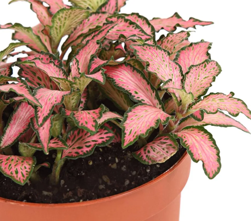 Dehner Mosaikpflanze - Fittonia verschaffeltii, verschiedene Sorten Bunt Clearance