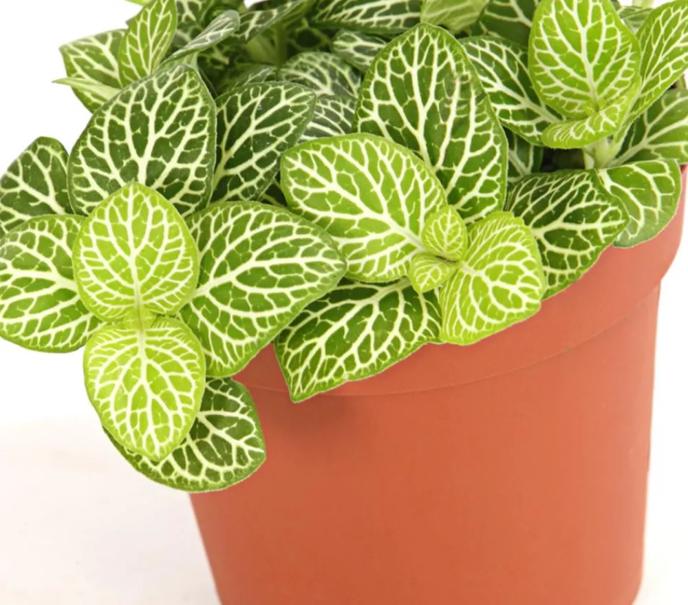 Dehner Mosaikpflanze - Fittonia verschaffeltii, verschiedene Sorten Bunt Clearance