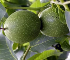 Dehner Nüsse & Besondere Obstbäume|Obstbäume > Moselaner Walnuss Klon 120