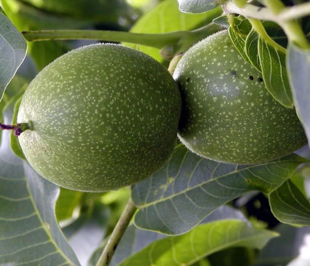 Dehner Nüsse & Besondere Obstbäume|Obstbäume > Moselaner Walnuss Klon 120