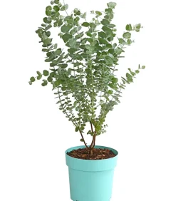 Dehner Winterharte Kübelpflanzen|Terrassenpflanzen > Mostgummi-Eukalyptus 'Azura'
