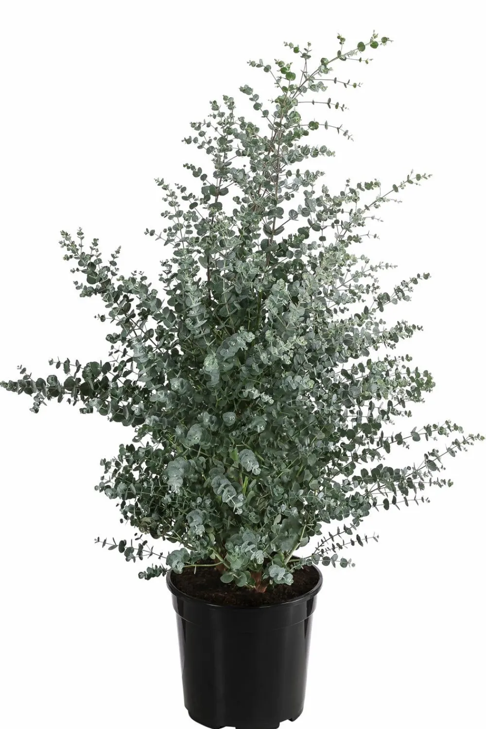 Dehner Mostgummi-Eukalyptus 'Azura' New