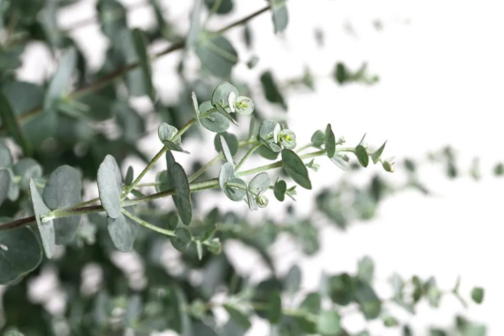 Dehner Mostgummi-Eukalyptus 'Azura' New
