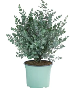 Dehner Winterharte Kübelpflanzen|Terrassenpflanzen - Mostgummi-Eukalyptus 'Azura'