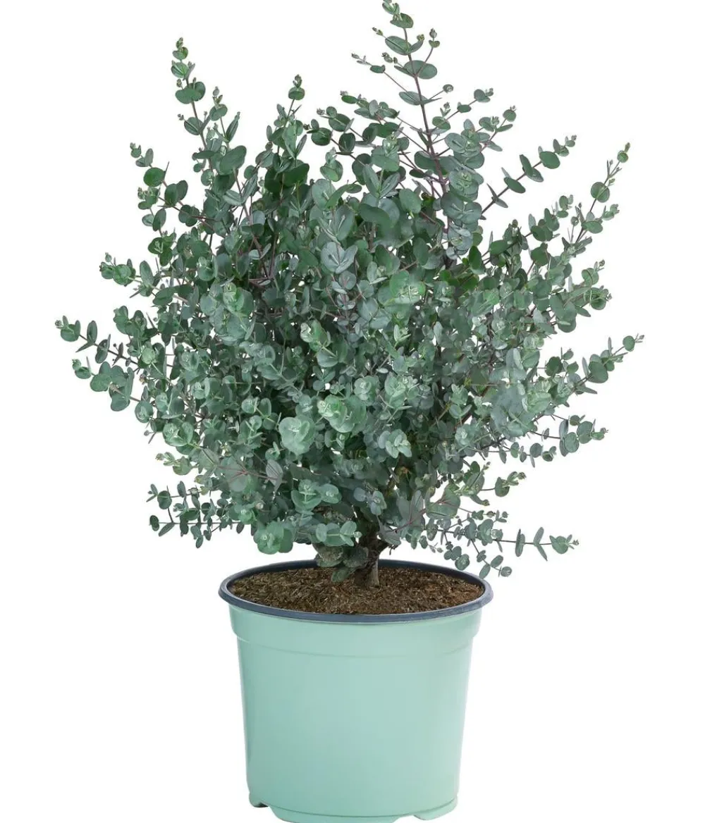 Dehner Winterharte Kübelpflanzen|Terrassenpflanzen - Mostgummi-Eukalyptus 'Azura'