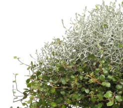 Dehner Grabschmuck & Grabgestaltung|Terrassenpflanzen > Mueca - Gitterkraut und Mühlenbeckia