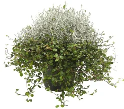 Dehner Grabschmuck & Grabgestaltung|Terrassenpflanzen > Mueca - Gitterkraut und Mühlenbeckia