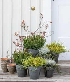 Dehner Grabschmuck & Grabgestaltung|Terrassenpflanzen > Mueca - Gitterkraut und Mühlenbeckia