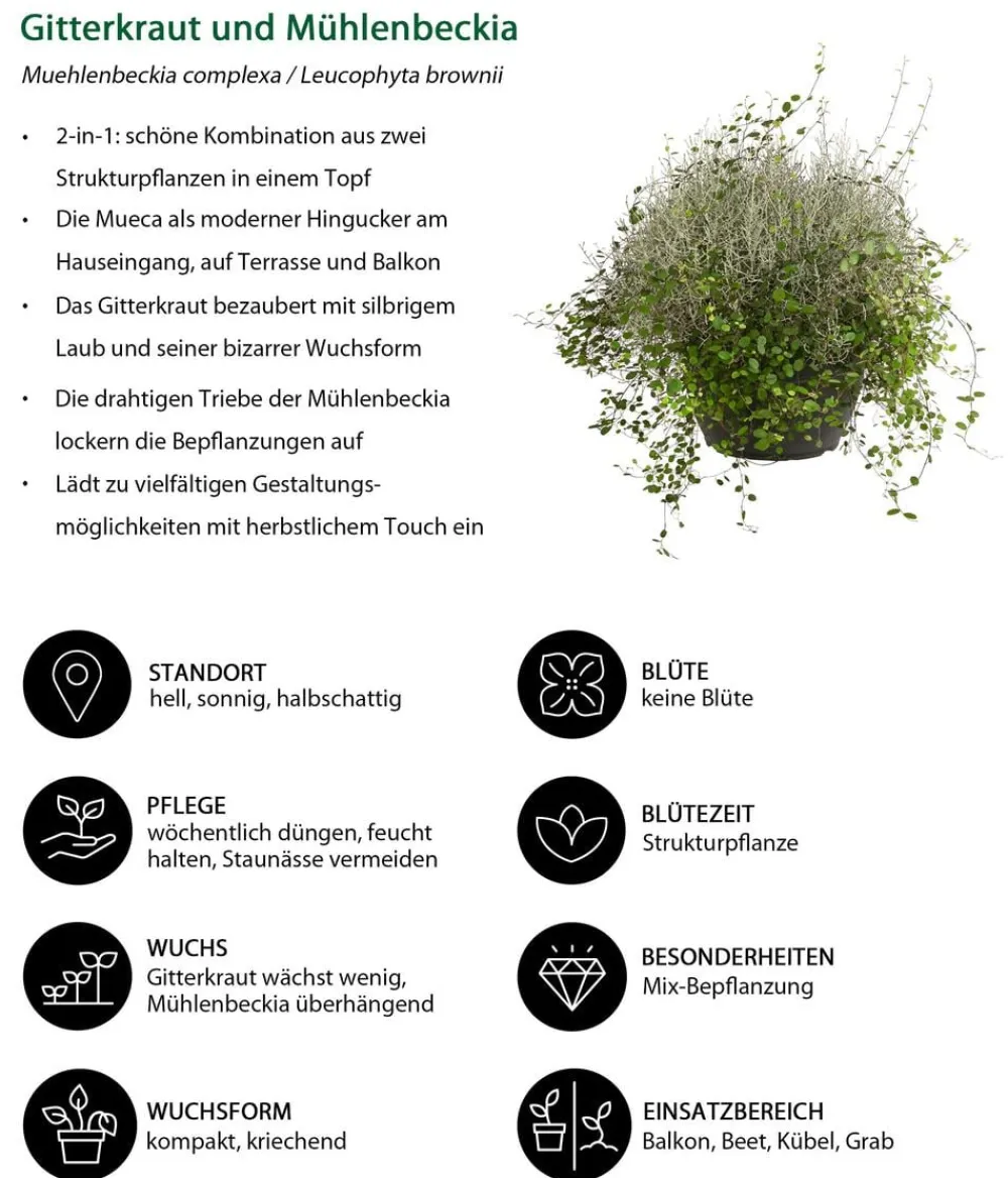 Dehner Mueca - Gitterkraut und Mühlenbeckia Hot