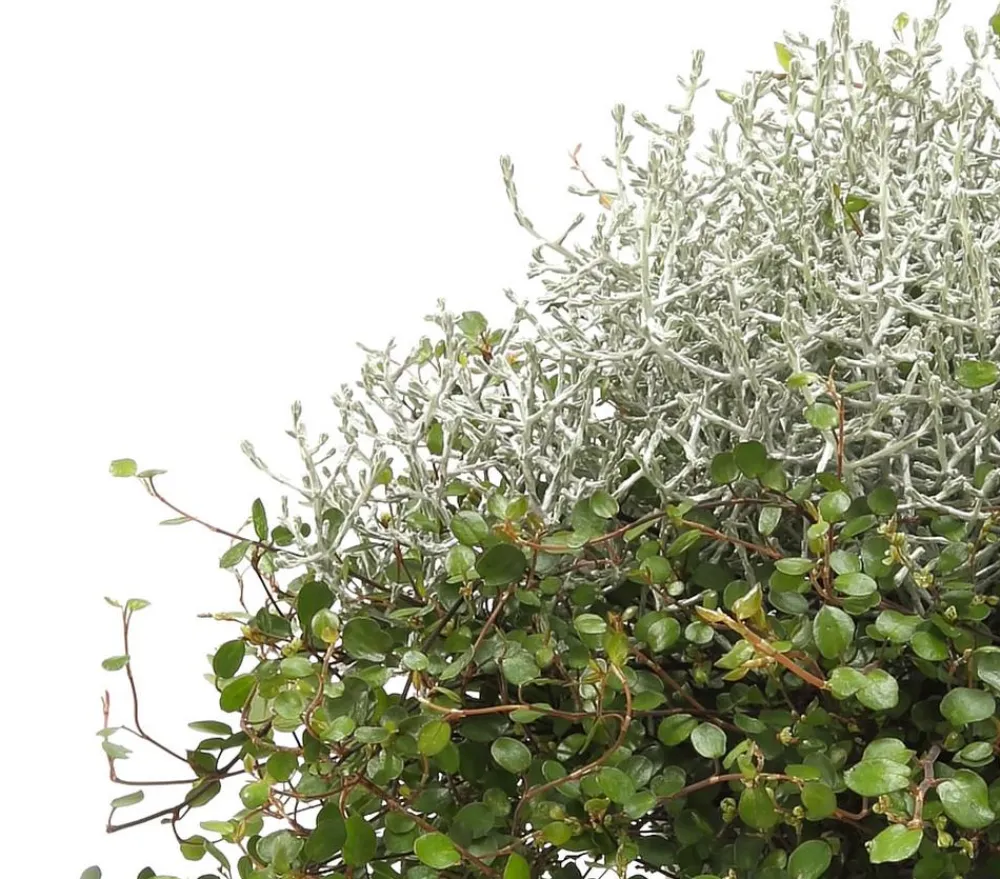Dehner Grabschmuck & Grabgestaltung|Terrassenpflanzen - Mueca - Gitterkraut und Mühlenbeckia