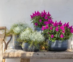 Dehner Grabschmuck & Grabgestaltung|Terrassenpflanzen - Mueca - Gitterkraut und Mühlenbeckia