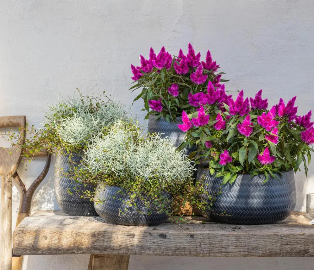 Dehner Grabschmuck & Grabgestaltung|Terrassenpflanzen - Mueca - Gitterkraut und Mühlenbeckia