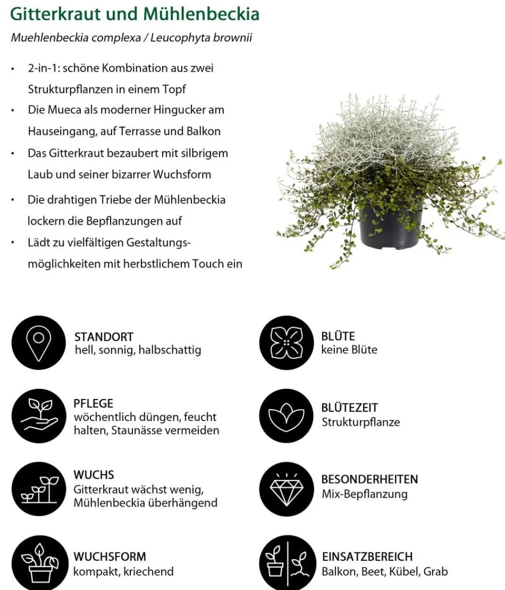 Dehner Grabschmuck & Grabgestaltung|Terrassenpflanzen - Mueca - Gitterkraut und Mühlenbeckia