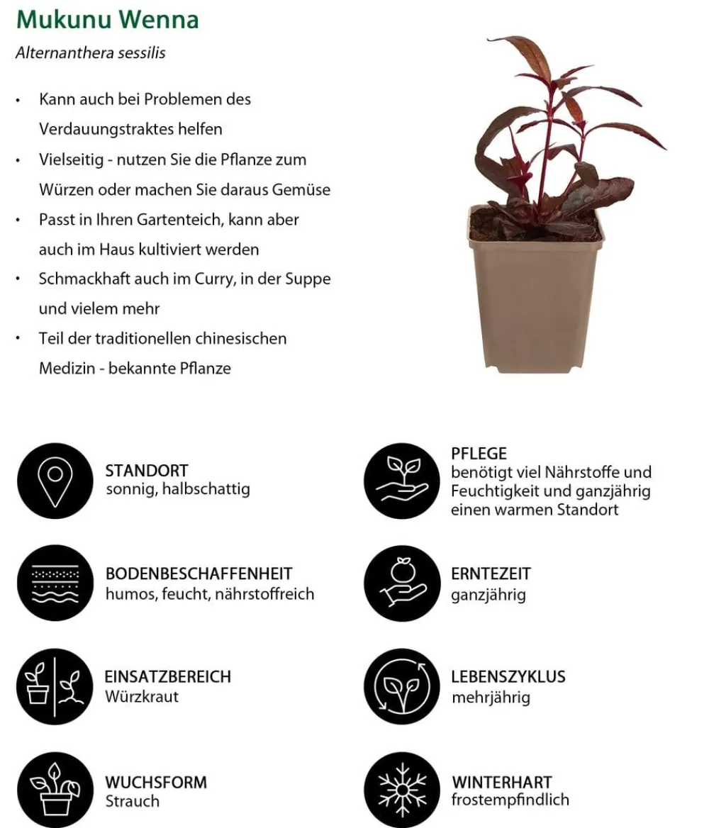 Dehner Garten- & Heilkräuter|Küchenkräuter - Mukunu Wenna Dunkelrot