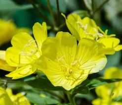 Dehner Steingartenstauden > Nachtkerze 'African Sun'