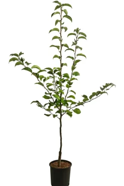 Dehner Nüsse & Besondere Obstbäume|Obstbäume - Nashi-Birne 'Nijiseiki' Gelb