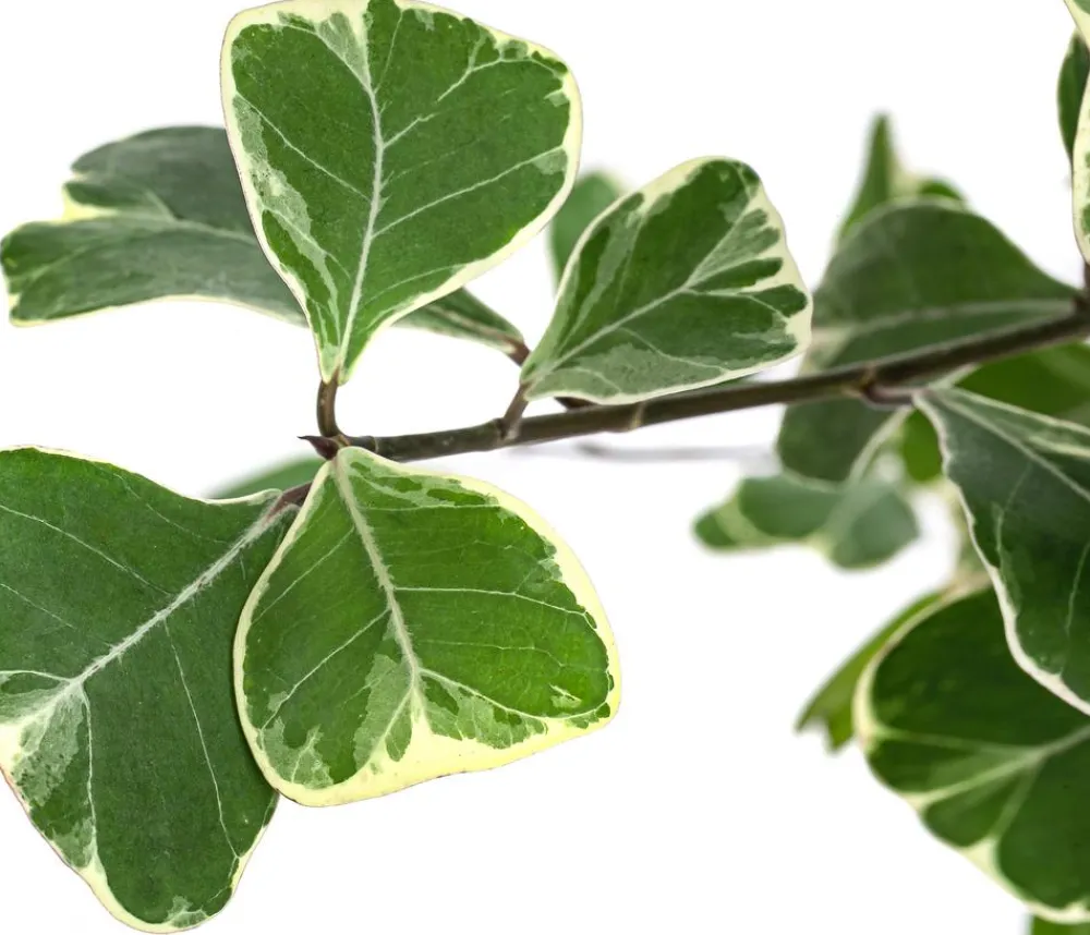 Dehner Grünpflanzen > Natalfeige - Ficus triangularis variegata