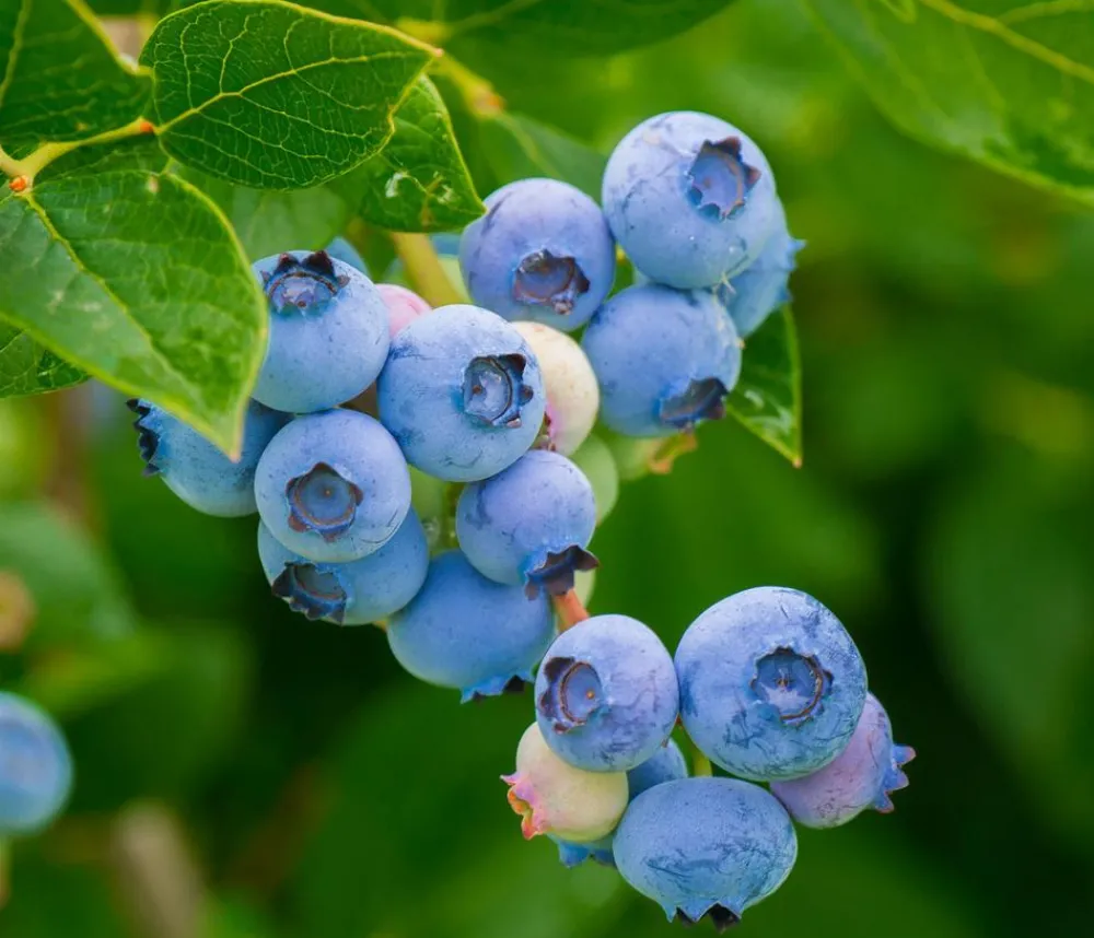 Dehner Heidelbeeren Heidelbeeren|Beerensträucher - Natur-Heidelbeere 'Putte' Dunkelblau
