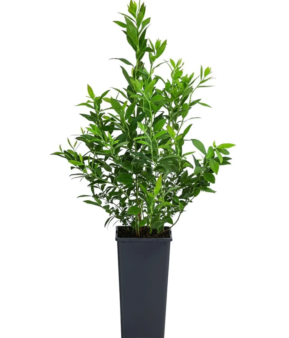 Dehner Heidelbeeren Heidelbeeren|Beerensträucher - Natur-Heidelbeere 'Putte' Dunkelblau