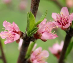Dehner Obstbäume|Aprikosen- & Pfirsichbäume > Nektarine 'Crimson Gold'