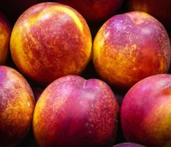 Dehner Obstbäume|Aprikosen- & Pfirsichbäume - Nektarine 'Fantasia' Rot
