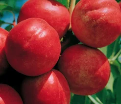 Dehner Obstbäume|Aprikosen- & Pfirsichbäume - Nektarine 'Independence' Rot
