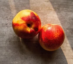 Dehner Obstbäume|Aprikosen- & Pfirsichbäume > Nektarine, verschiedene Sorten