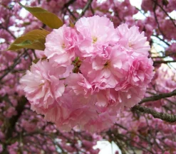 Dehner Nelken-Kirsche 'Kanzan' Rosa Best