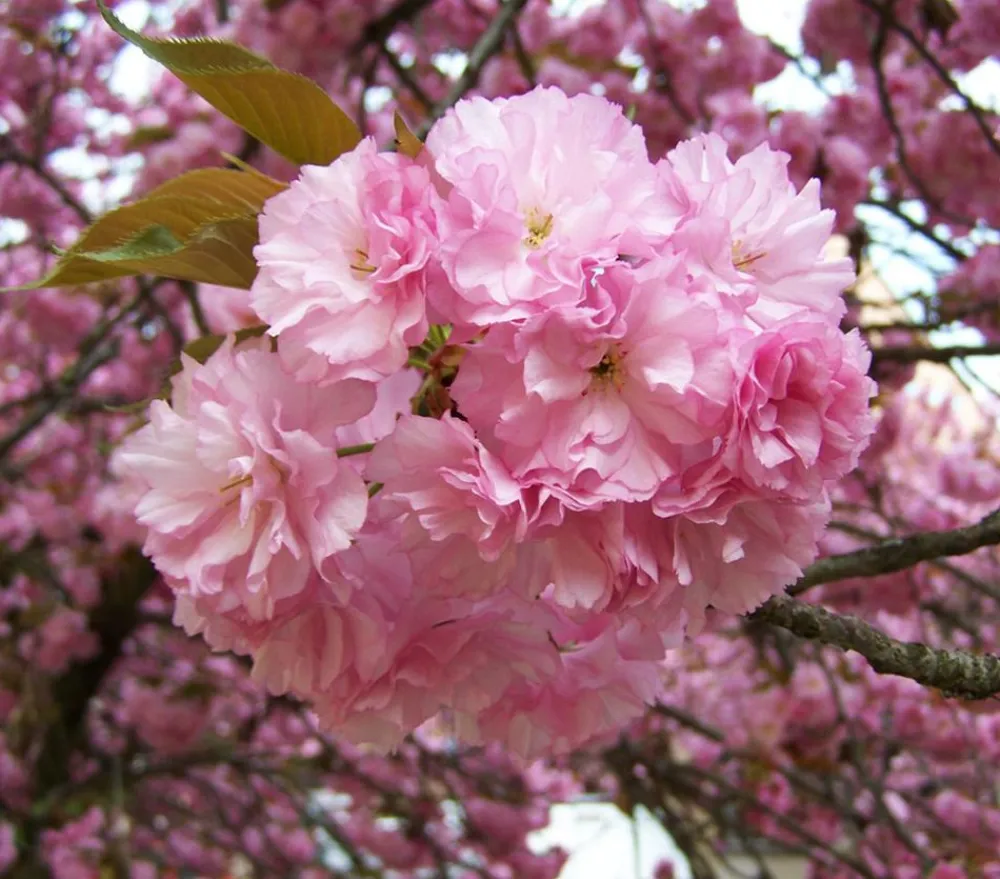 Dehner Nelken-Kirsche 'Kanzan' Rosa Best