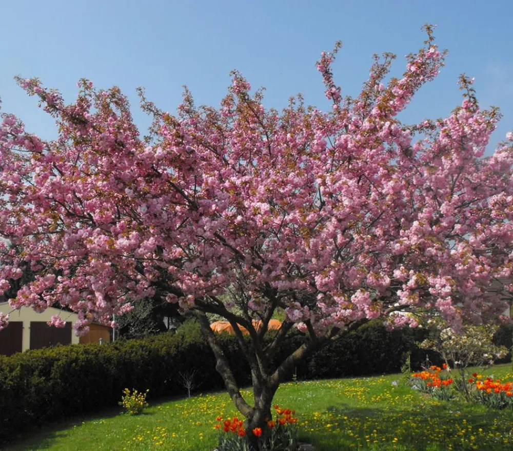 Dehner Nelken-Kirsche 'Kanzan' Rosa Best