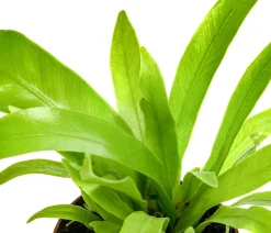 Dehner Nestfarn - Asplenium antiquum Hellgrün Outlet