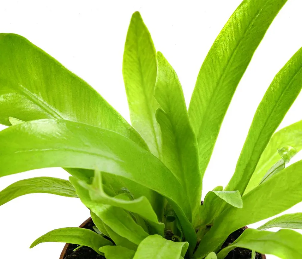 Dehner Nestfarn - Asplenium antiquum Hellgrün Outlet