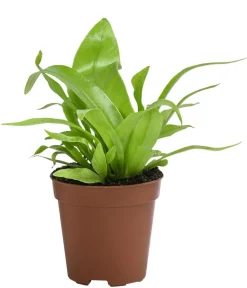 Dehner Nestfarn - Asplenium antiquum Hellgrün Outlet