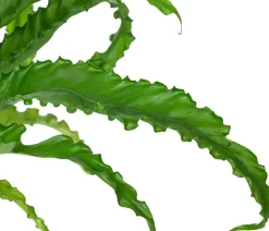 Dehner Nestfarn - Asplenium antiquum 'Osaka', Hydrokultur Grün Best