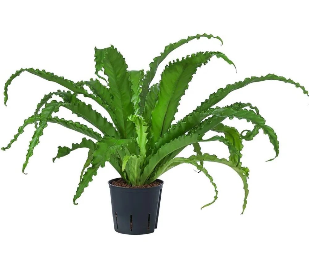 Dehner Nestfarn - Asplenium antiquum 'Osaka', Hydrokultur Grün Best