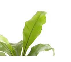 Dehner Grünpflanzen > Nestfarn - Asplenium nidus