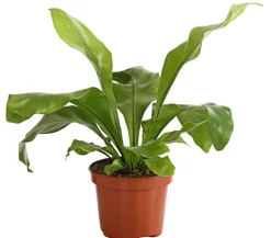 Dehner Grünpflanzen > Nestfarn - Asplenium nidus