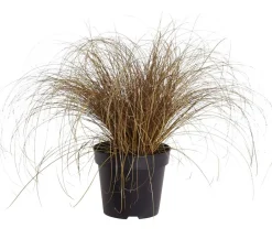 Dehner Neuseeland-Segge 'Bronze Form' Discount