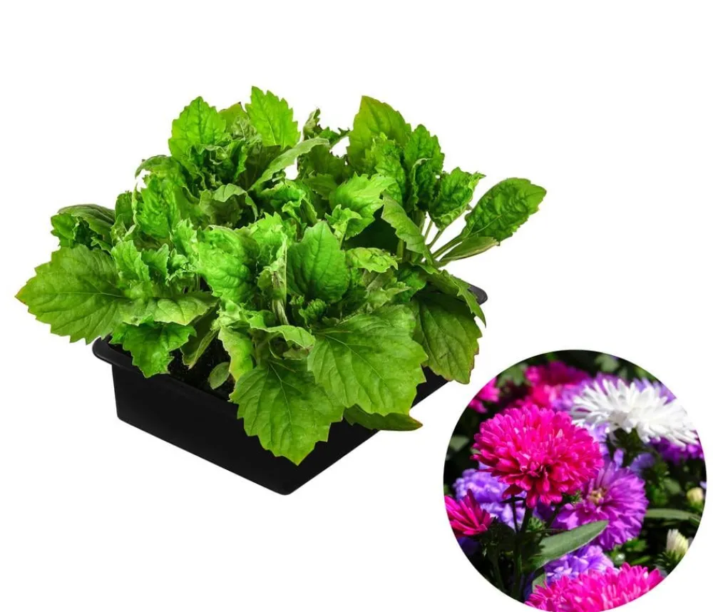 Dehner Sommerblumen > Niedrige Sommeraster, verschiedene Farben, 6er Schale
