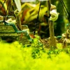 Nobby® Deko - Nobby Aquariumdeko Schiff, ca. B33/H23/T13 cm