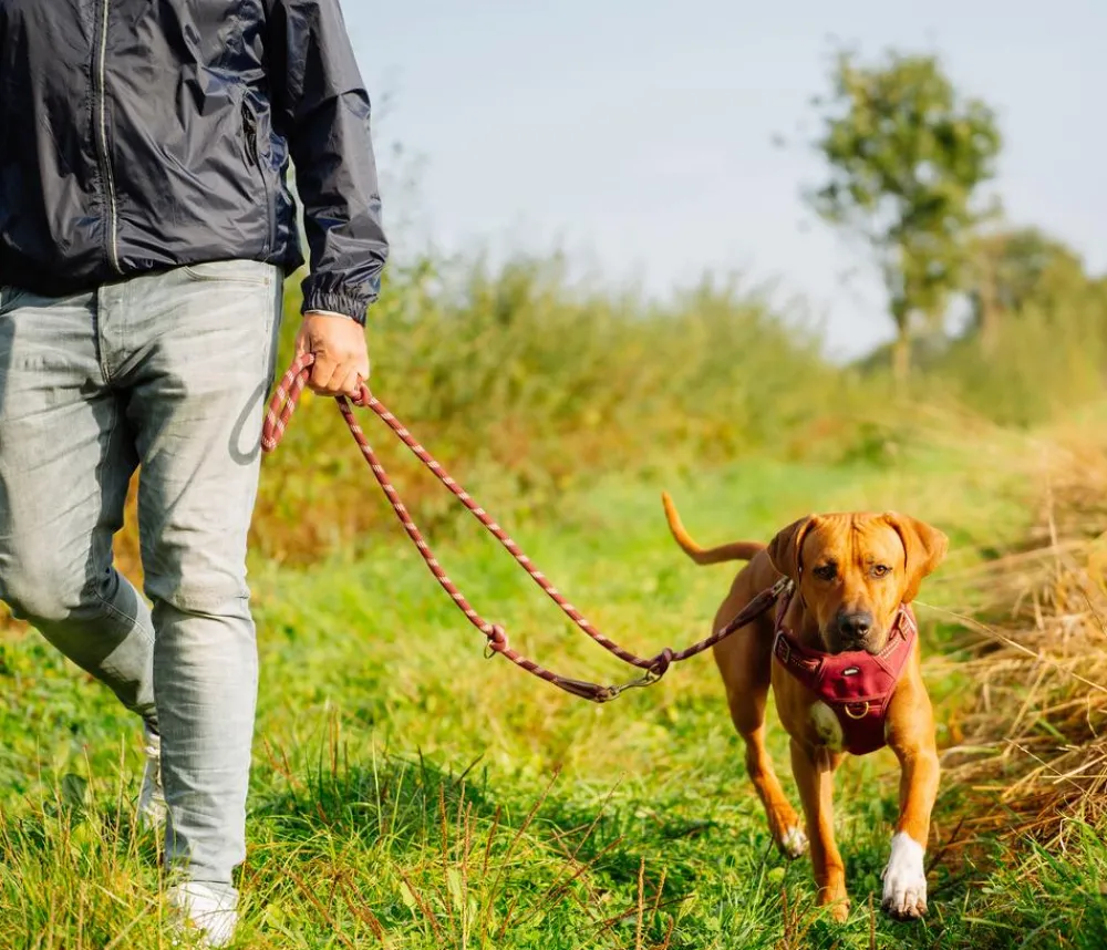 Nobby® Hundehalsbänder & Geschirre > Nobby Hundegechirr porty