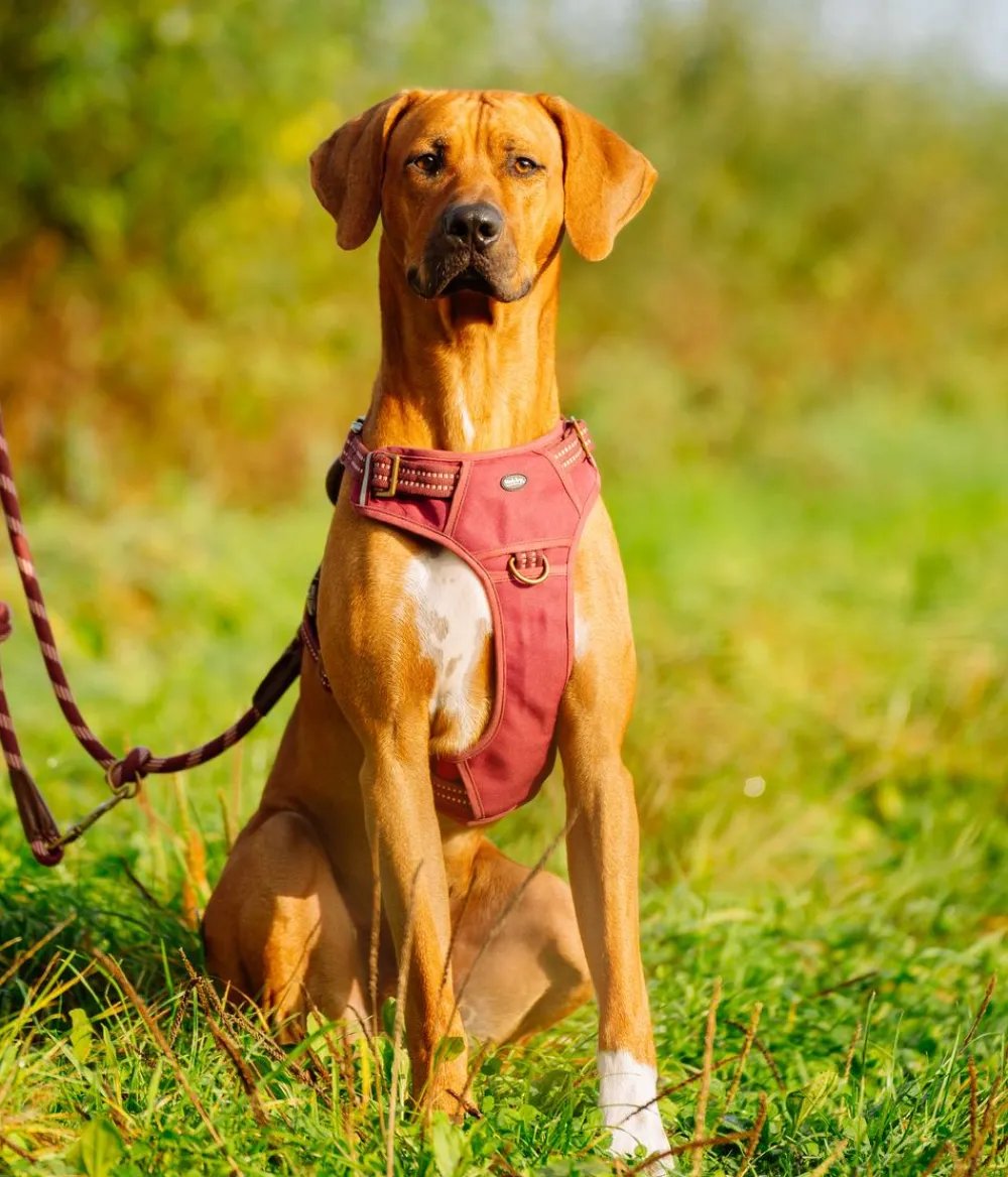 Nobby® Hundehalsbänder & Geschirre - Nobby Hundegechirr porty Rot